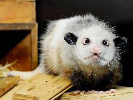 Heidi the cross eyed opossum. Here's a tribute video made of Heidi-