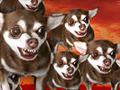 FOF #1138 - A Pack of Hungry Chihuahuas - 02.04.10