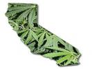 California May be the First State in the Union to Legalize Marijuana for Personal Use.