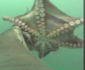 Crittercam Captures Seal Hunting Down Octopus