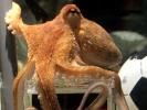 Paul the Octopus Predicts Results of World Cup Matches 