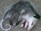 Keep Opossum Abortion Legal!