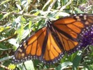 VIDEO: Gay Monarch Butterfly Feeding from a Flower