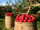  Apple Picking: Time-Honored Tradition or Migrant Worker Training Camp?