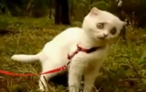 VIDEO: WTF Kitty