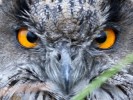 German Police Pick Up Drunken Owl