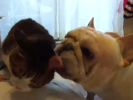 VIDEO: French Bulldog Licks Cat