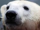 Polar Bear Knut is Dead