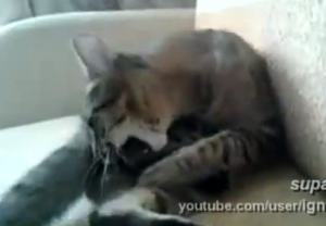 VIDEO: Cat Kicks Its Own Ass