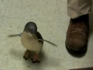 VIDEO: Frolicking With the Fairy Penguin