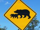 What Are Those Arizona Bears Doing in the Woods?