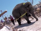 VIDEO: Elephant Helps with Tornado Clean Up