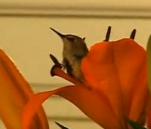 VIDEO:  Cuteness Overload!  Rescued Baby Humingbird