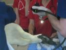 VIDEO: Lost Penguin Receiving Top-Notch Medical Care
