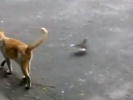 VIDEO: Bird Trolls Cat